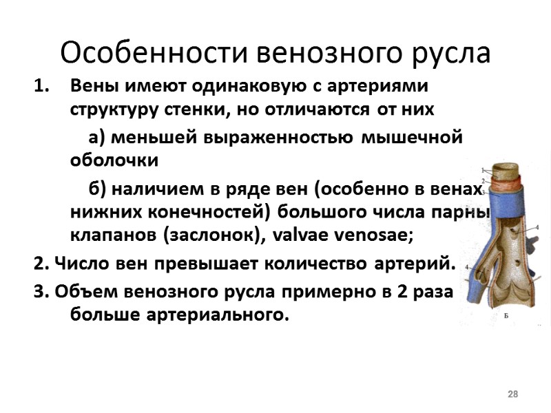 Особенности венозного русла Вены имеют одинаковую с артериями структуру стенки, но отличаются от них